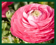 Pinker Mohn