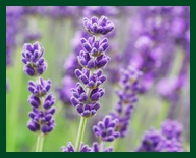 Lavendel