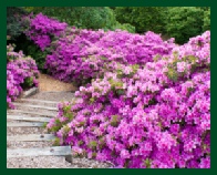 Rhododendron