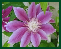 Clematis